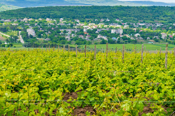 Elite wine grape fields. Background or backdrop with selective focus and copy space