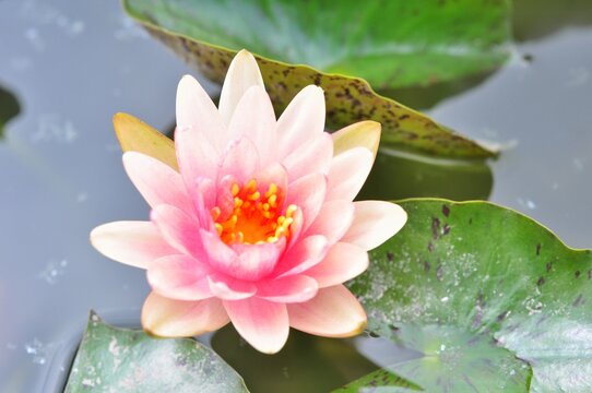 Nature photograph with close-up of pink lotus water lily In pond on natural background