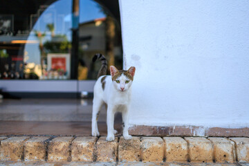 Cute white cat on the street. Background with selective focus and copy space