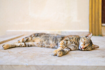 The cat is resting on the threshold of the house. Background with selective focus and copy space