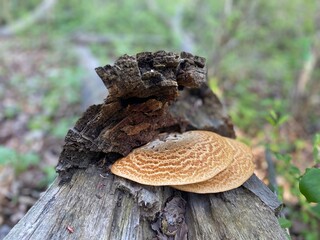 Dryad’s Saddle