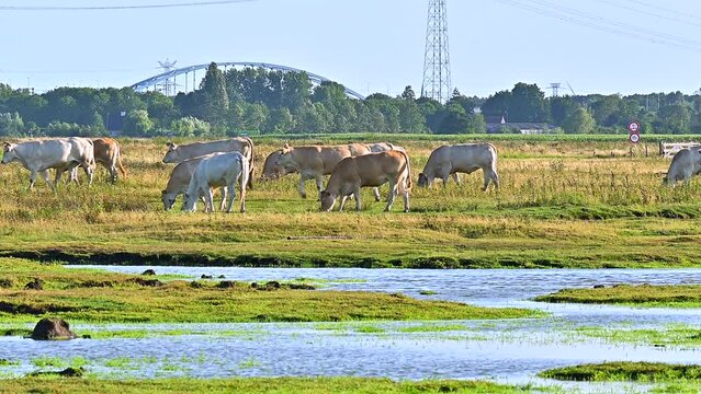 White blone d'aquitaine cows grazing in green field with water canals in Netherlands Aquitaine light cows 