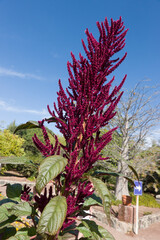 Fuchsschwanz, Amaranth (Amaranthus spec.)