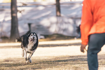 Wide shot of a collared Husky dog running in a park towards its owner with its tongue out