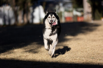 Husky dog running in a park with tongue out and background out of focus