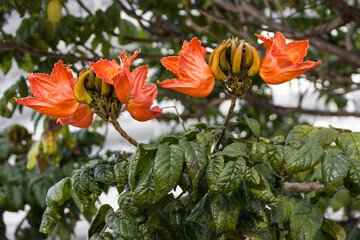 Afrikanischer Tulpenbaum (Spathodea campanulata)