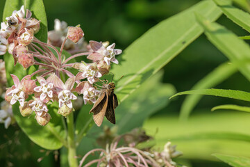 Dun Skipper, Euphyes vestris,  nectaring on Common Milkweed, Asclepias syriaca