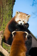 Pair of red pandas or lesser pandas (ailurus fulgens) in a tree