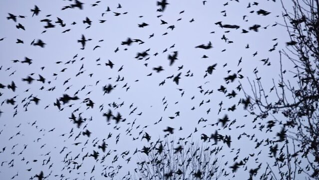 Large flock of Starlings flying through the sky together over Utah  during the winter.