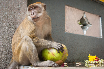 Macaque monkey eating outside Batu caves, Kuala Lumpur, Malaysia © Paul Maguire