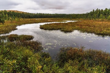 Fototapeta na wymiar An autumn hike along the trail in spruce bog at Algonquin Park in Ontario, Canada