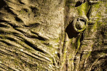 closeup of the folded texture of an old beech tree in the sunlight