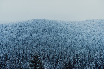 In the enchanting winter landscape, a pristine blue pine forest emerges, creating a serene and...