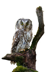 Owl isolated on transparent background. Boreal owl, Aegolius funereus, perched on rotten branch. Typical small owl with big yellow eyes in morning sun rays. Known as Tengmalm's owl. Natural light.