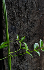 madera de color cafe y textura rugosa con una pequeña planta verde enredada 