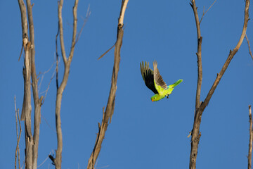 Vivid descent - Following gravity’s pull, a female Red-Winged Parrot plunges downwards from a...