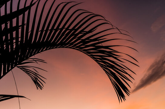 imagen de una hoja de palmera al aire libre en un color de atardeceres rosas 
