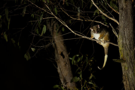 Wondrous Gaze - A common ringtail possum lingers onto a thin eucalyptus branch as it looks around for a possible meal. 