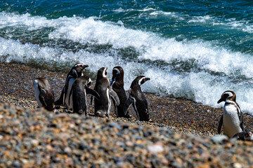 Magellan Penguins in Northern Patagonia © Robert McCullough 