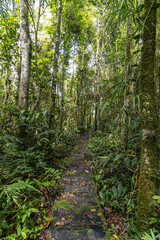árvore na cidade de Costa Rica, Estado do Mato Grosso do Sul, Brasil