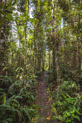 árvore na cidade de Costa Rica, Estado do Mato Grosso do Sul, Brasil