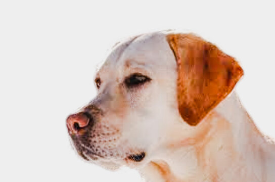 labrador retriever puppy.Dog with white background.