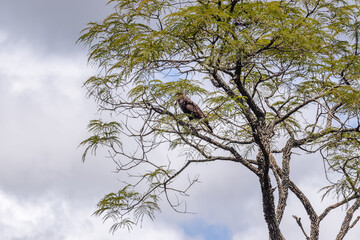 ave na cidade de Costa Rica, Estado do Mato Grosso do Sul, Brasil