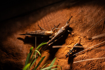 grasshopper on the ground