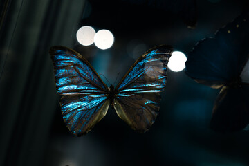 blue butterfly on a black background, blue color at night