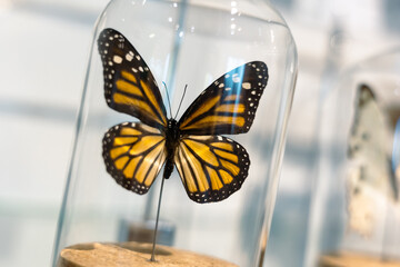 a specimen of butterfly in glass container