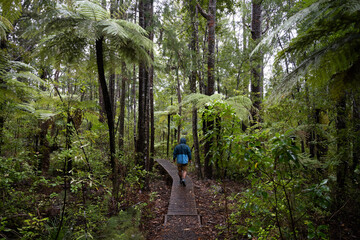 man walking in the woods during light rain in New Zealand