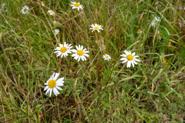 Flowers around New Zealand