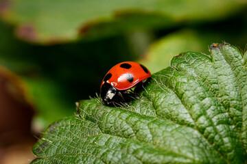 Ladybugs (Coccinellidae) on strawberry leaves