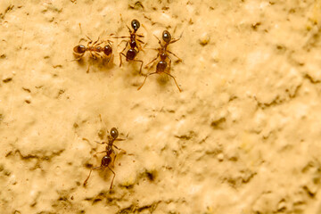 Four ants on yellow background. Its scientific name is tetramorium depressum