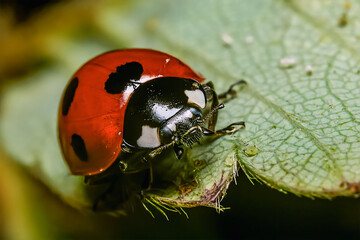 Ladybugs eating aphids on strawberry leaves © C P
