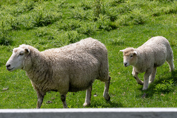 Sheep in Matamata, New Zealand