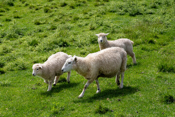 Sheep in Matamata, New Zealand