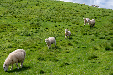 Sheep in Matamata, New Zealand