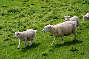 Sheep in Matamata, New Zealand