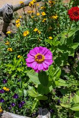 Flowers around New Zealand