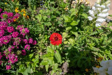 Flowers around New Zealand