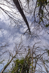 árvore na cidade de Costa Rica, Estado do Mato Grosso do Sul, Brasil