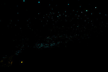 Glow Worms at Waitomo Caves, New Zealand