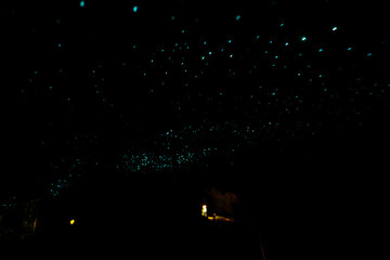 Glow Worms at Waitomo Caves, New Zealand