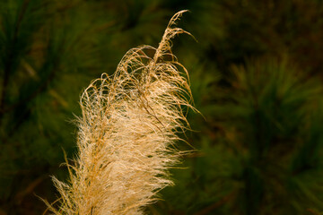 top of pampas grass blowing in the winter wind