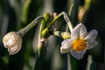 雨に濡れた水仙、クローズアップ