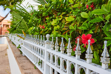 Rustic Garden Fence with Red Hibiscus, Tropical Foliage - Shallow Depth of Field