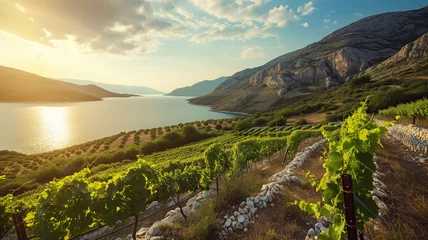 Fotobehang Traditional Dalmatian vineyards, background, ai generative © Iva