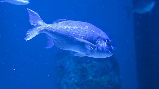 Gilt-head bream or Orata. Fish swimming in the sea. A school of fish in the water. Marine life. Sea bream. 
