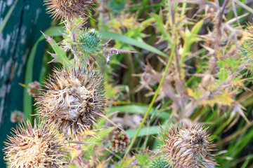 close up of thistle seed head in garden